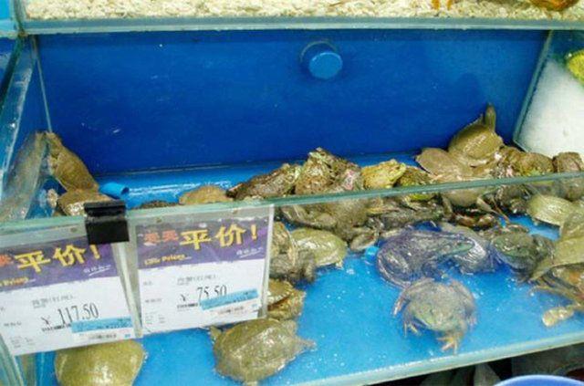 <p><strong>BURASI ÇİN'DE BİR SÜPER MARKET!</strong></p>
<p>Canlı halde satılan kurbağa ve kaplumbağa</p>