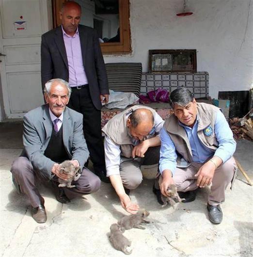 <p>Doğa Koruma ve Milli Parklar Müdürlüğünden gelen Veteriner Hekim Veysel Doğan, önce anne tilkiyi battaniye yardımıyla yakalayıp kafese koydu. </p>
