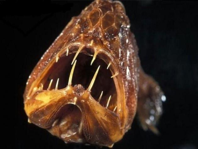 <p>Fangtooth Balığı</p>