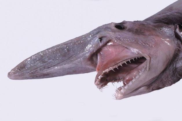 <p>Goblin köpekbalığı yaklaşık 3,6 metre uzunluğunda ortalama, yaklaşık 181 kilogram ağırlığındadır. ilk olarak Japonya'da ortaya çıkmıştır. Japonya kıyılarında bulunan bu köpek balığı, Mitsukurina ailesine ait yaşayan tek canlı olma özelliğini taşıyor.</p>