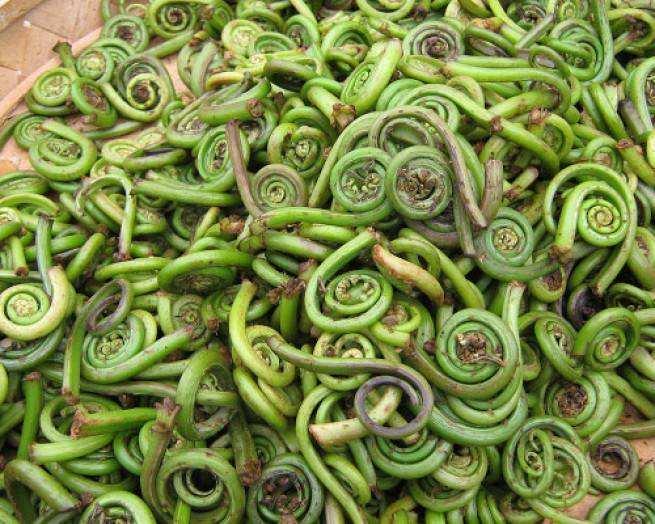 <p><strong>Fiddleheads</strong><br />
<br />
Yeni İngiltere'de, özellikle Maine'de haşlanarak, salataya konarak veya mayonez-yağ ile tüketilir. Ülkenin geriye kalanı, bu sebzeyi bir uzaylıya benzetir ve tüketmez. Tıpkı mantar gibi, her türü yenmez. Bazı türleri zehirli olabilir. <em>Omega-3 ve lif</em> bakımından zengindir. </p>
