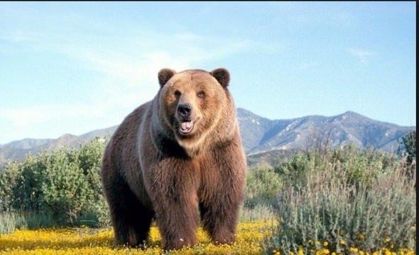 <p>Böyle bir karşılaşma anında soğukkanlı kalmak ve göz temasını kesmeden geriye doğru uzaklaşmak sizi kurtarabilir. Ama ayı saldırmak konusunda kararlıysa bu taktik de yeterli gelmez.</p>

<p> </p>
