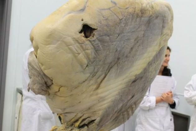 Evet bu g&ouml;rd&uuml;ğ&uuml;n&uuml;z nesne bir hayvanın kalbi