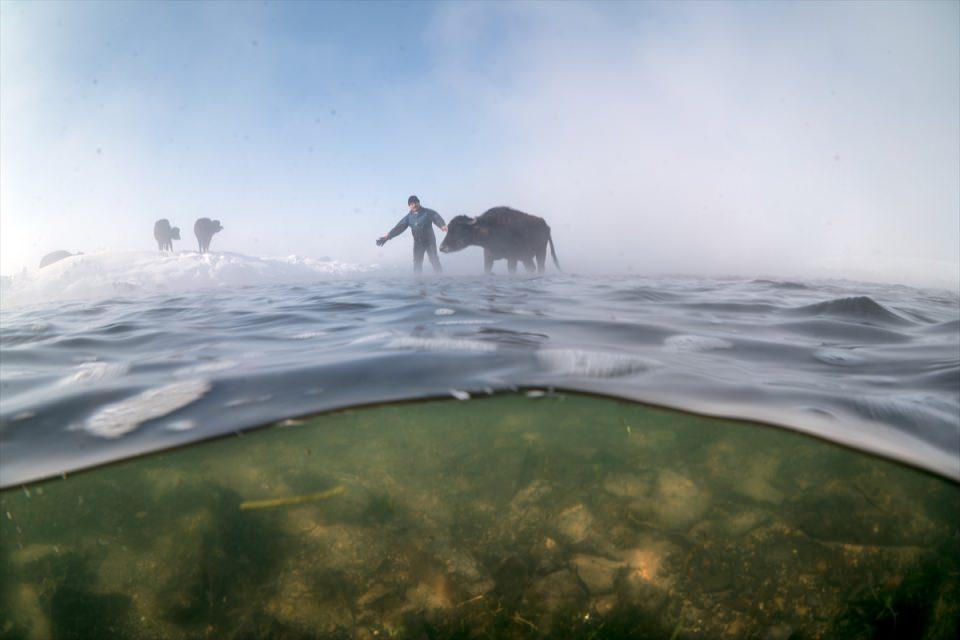 <p>Su Altı Görüntü Yönetmeni Tahsin Ceylan ve ekibi, Van'ın Çaldıran ilçesindeki Kaz Gölü Çayı'na gelen mandaların dondurucu soğukta çaydaki otlarla beslenmelerini görüntüledi.</p>
