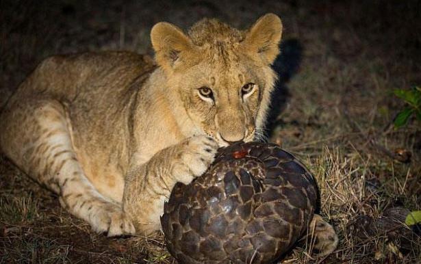 <p>Buldukları bir pangolin'i akşam yemeği için değerlendirmek isteyen aslan yavruları bu avlarında pek başarılı olamadılar.</p>

<p> </p>
