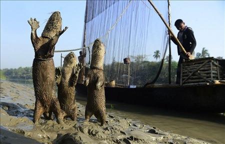 <p>Bangladeşli balıkçıların balık tutma yöntemi görenleri şaşırtıyor.</p>
