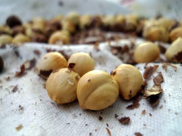 <p>*Düzenli olarak her gün fındık yemek Kalp krizi geçirme riskini azaltmakta çok etkilidir.</p>

<p>​*Kolesterolü düşürür. Kalp ritmini ayarlamaya yardımcı olur. </p>
