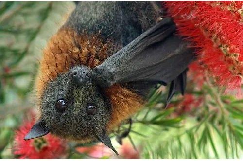 <p>Yarasa-tilki karışımına benzetilen 'meyve yarasası' (fruit bat) genel yarasa tipinin aksine geniş gözlere ve burna sahiptir. Mevsimsel olarak böcek populasyonu azaldığında, yiyecek olarak meyveye yöneldiğinden dolayı adı meyve yarasası olarak anılmaktadır. </p>

<p> </p>
