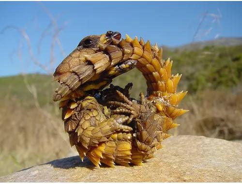 <p>Yılan ve kertenkele karışımına benzeyen 'kemerli kertenkele' tıpkı bir armadillo (tesbihböceği) gibi, bir top haline yuvarlayarak kendisini korur . Güney Afrika'ya özgüdür ve 25 yıla kadar yaşayabilir.</p>

<p> </p>

