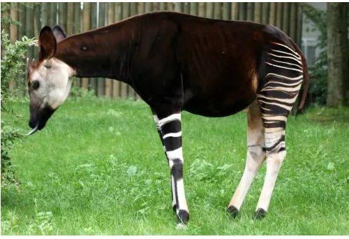 <p>Zebra ve zürafayı andıran Okapi, nesli tehlike altında olan bir tür olup, Demokratik Kongo Cumhuriyeti yağmur ormanlarında yaşar.</p>

<p> </p>
