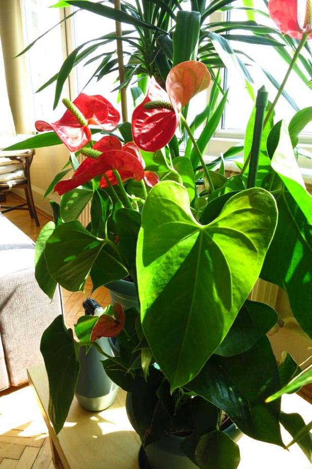 <p><strong>Flamingo Çiçeği (Anthurium)</strong><br />
Kırmızı çiçeklerini çevreleyen bol yeşil yapraklarıyla son derece zarif ve güzel bitkidir. Işığı da suyu da sever. Özellikle yazın yapraklarına da su püskürterek bolca sulanabilir.</p>
