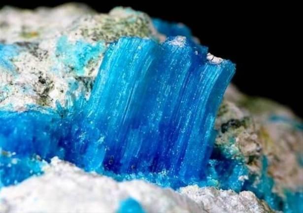 <p>Bu haliyle göletlerdeki yabani otları, bitkileri temizlemek için kullanılırlar.</p>
