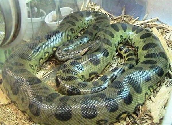 <p>Yeşil Anaconda</p>

<p> </p>
