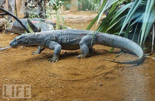 <p>Komodo Ejderleri</p>

<p> </p>
