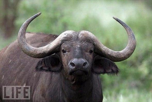 <p>Buffalo</p>
