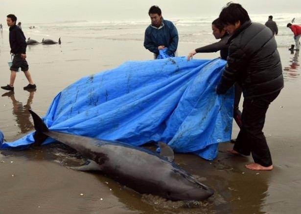 <p>B&ouml;lge halkı ve yetkililer yunusları kurtarmak i&ccedil;in zamana karşı yarışıyor.</p>

<p>&nbsp;</p>
