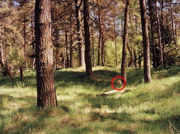 <p>Fotoğraflara dikkatli bakın, onu görebildiniz mi?</p>
