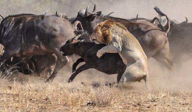 <p>İşte aslanların faka bastığı o anlar..</p>
