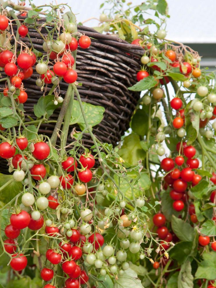 <p>Toprağa küçük bir kap ile torf (toprak) eklenerek tohumlar üzerine serpin. Tohumları tekrar torf ile 1 cm kalınlıkta örtün.</p>
