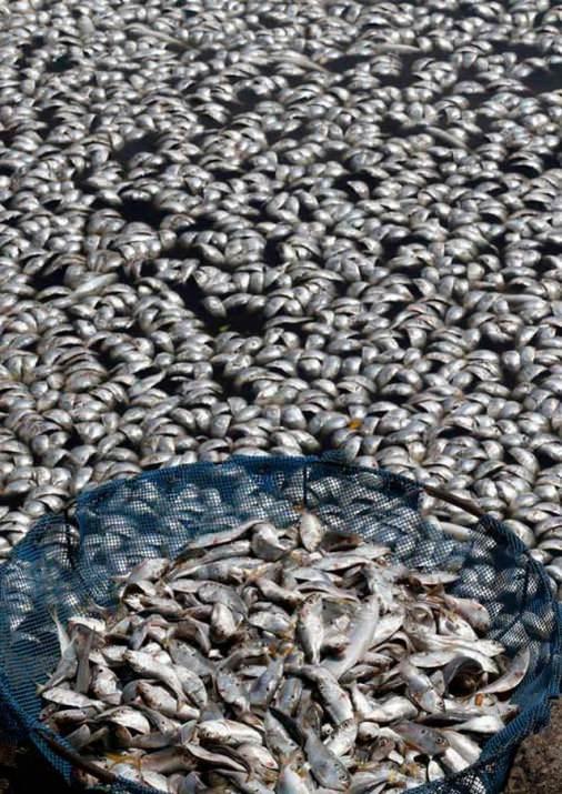 2016 Olimpiyat Oyunları&rsquo;na ev sahipliği yapacak olan Brezilya&rsquo;nın Rio de Janerio kentinde &ccedil;evre kirliliğinden &ouml;t&uuml;r&uuml; balık katliamı yaşandı.