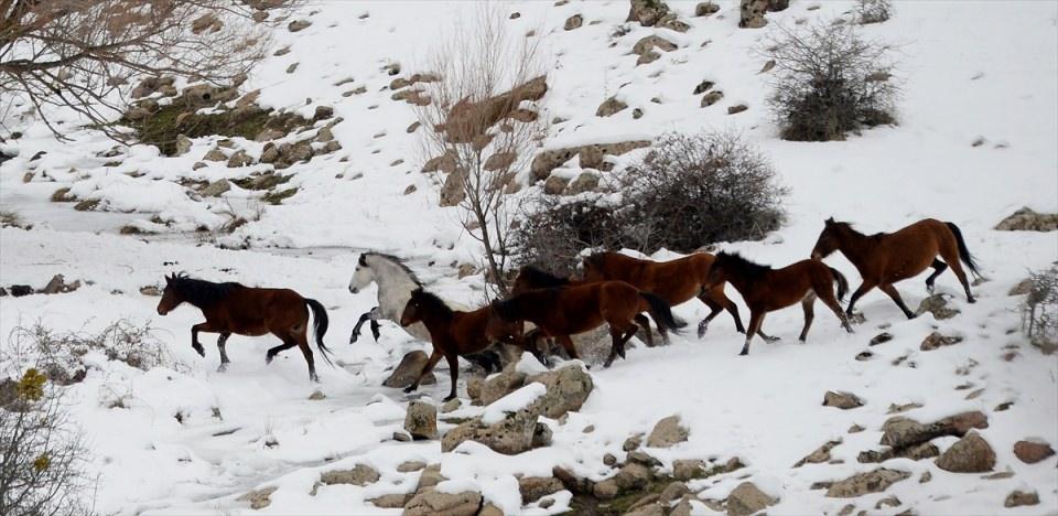 <p>Uşak'ta etkili olan kar yağışının ardından Murat Dağı'nın yüksek kesimlerinde yiyecek bulmakta zorlandıkları için dağın eteklerine inen yılkı atları, ilk kez bu kadar büyük bir kolini halinde görüntülendi.</p>
