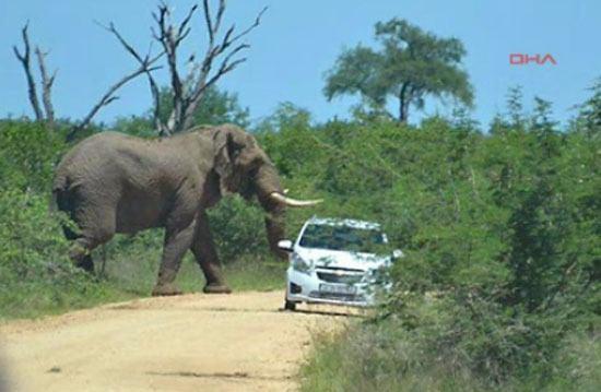 <p>İngiliz turistler Chris Hare ile nişanlısı Helen Jennings’in Kruger parkında ciple safari macerası güzel başladı.</p>

<p> </p>
