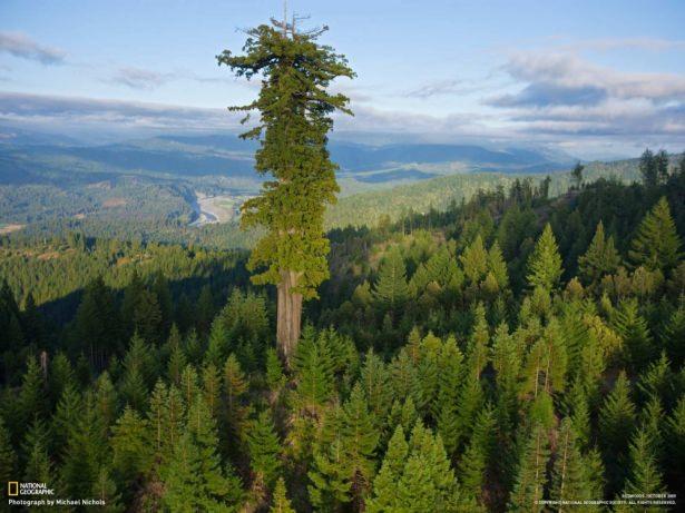 <p>Dünyanın en uzun ağacı Hyperion.</p>
