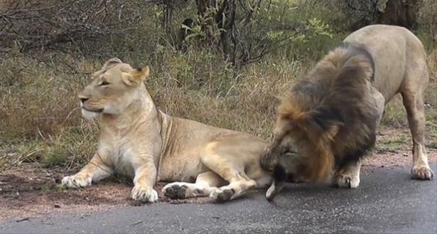 <div>Güney Afrika'da Kruger Ulusal Parkı'nda çekilen bu görüntülerde erkek aslanın karizmayı çizdirdiği anlar işte böyle görüntülendi.</div>

<div> </div>
