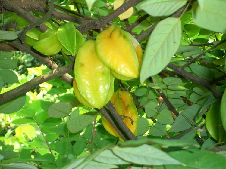 <p><strong>-</strong> Karambola, egzema gibi cilt hastalıklarına karşı etkili bir çözümdür. </p>

<p><strong>-</strong> Karambola, soğuk algınlığı, gripte etkili olurken, suyu yüksek ateşin düşürülmesinde etkili sonuç verir. </p>
