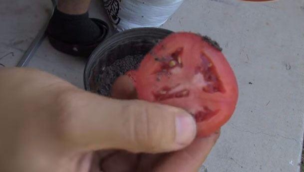 <p>Bozulmak üzere olan domatesleri kullanarak yeni domatesler elde edebilirsiniz. Hem de haftalar içinde.</p>

<p> </p>
