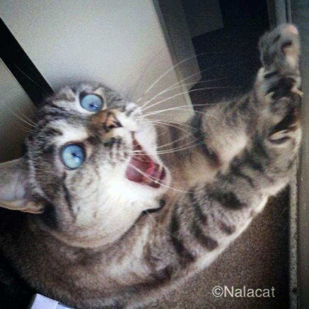 <p>Nala (Her zaman şaşkın)</p>
