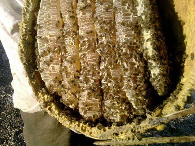 <p>Normalde bir kovanda 20-40 kilogram arasında bal üretilebilirken, Anzer'de ise bir kovanda azami olarak ortalama yarım kilo bal elde edilebiliyor. Bu durum da balın fiyatının bir hayli yüksek olmasına neden oluyor.</p>