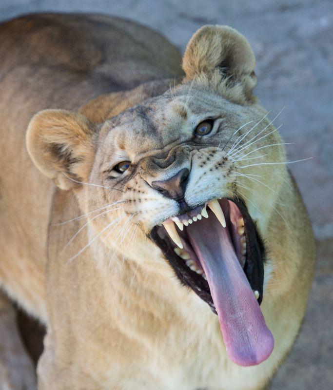 <div>Hayvanat bahçesindeki Afrika kökenli aslan, kaplan, leopar ve jaguar gibi yırtıcı hayvanların yaşadıkları alanların ısısının 15 derecenin altına düşmemesi gerektiğine işaret eden Özsöyler, bu nedenle barınaklarında ısıtma sistemlerini çalıştırmaya başladıklarını vurguladı.</div>

<div> </div>

