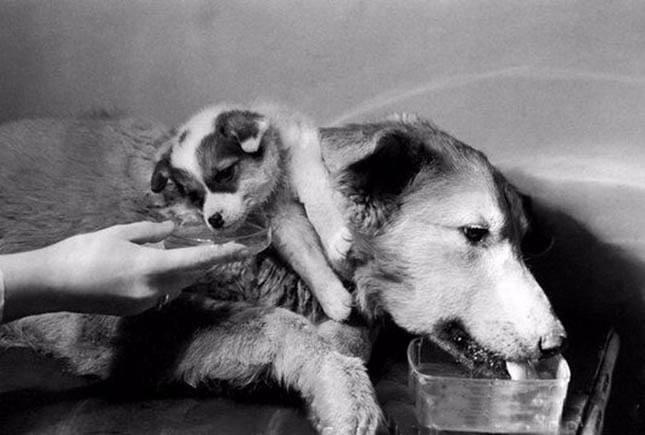 <p>Ancak, genellikle hayvanlar ve özellikle köpekler üzerindeki organ nakilleriyle ünlenmiştir.</p>
<p> </p>