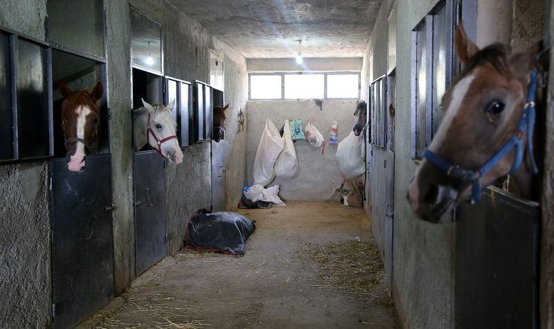 <p>Yarış atlarından elde ettikleri gelirle çiftliklerini kurduklarını bildiren Şimşek, "13 at yetiştiriyoruz. Bunlardan 3'ü damızlık atlar ve bu damızlık atlar yarışlarda başarı elde etmiş. Bu yıl 3 tayımız da yarışmalara başlayacak ve hipodromlara inecek. Burada yetiştirdiğimiz atları yarıştırarak ve satarak para kazanıyoruz" sözlerine yer verdi. </p>
