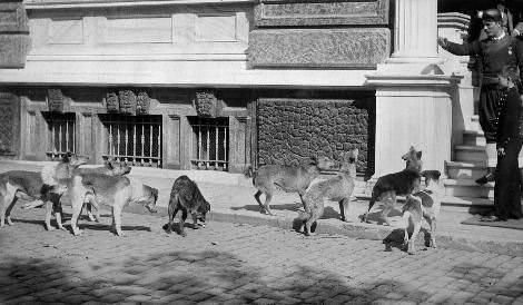 <p>İstanbul'da köpekler</p>

<p> </p>
