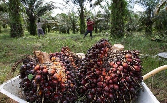 <p>Araştırma sonucunda bilim adamları palmik asitçe yüksek bir beslenmenin obezite ve insülin direnci riskini artırabildiğini tespit etmişlerdir.</p>
