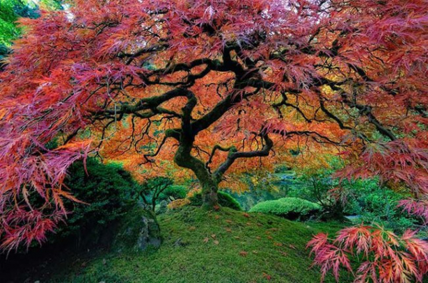 <p>Japanese maple in Portland</p>
