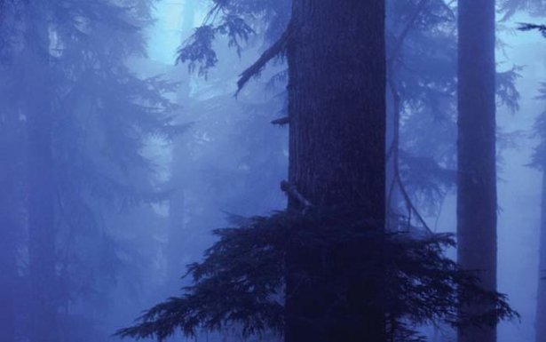 <p>Sislerle kaplı ormandaki Hemlock ağacı</p>
