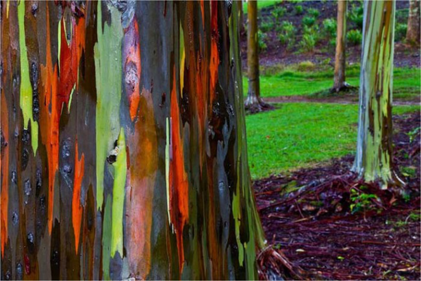 <p>Rengarenk gövdesiyle Gökküşağı okaliptüsü</p>
<p>Gökkuşağı Okaliptüsü olarak da bilinen Eucalyptus deglupta, doğal olarak Kuzey Yarımküre'de görülen tek okaliptüs türüdür.</p>