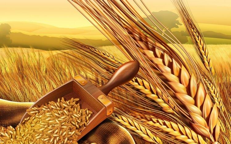 <p>Anadolu’da çokça kullanılan arpa Resulullah’ın mutfağında da başrolü oynuyordu. Resulullah sofrasında arpa, çorbadan ekmeğe birçok yemeğin hammaddesiydi. </p>
