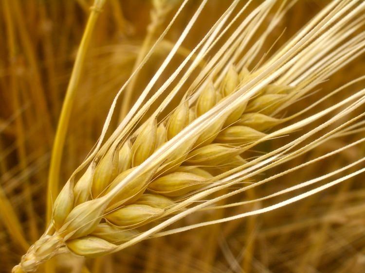 <p>Arap mutfağında buğday, arpa, çavdar, pirinç gibi tahıllar irice öğütülmüş halleriyle; bulgur, yarma, dövme şeklinde, elenmiş ve elenmemiş olarak farklı biçimde kullanılırdı. </p>
