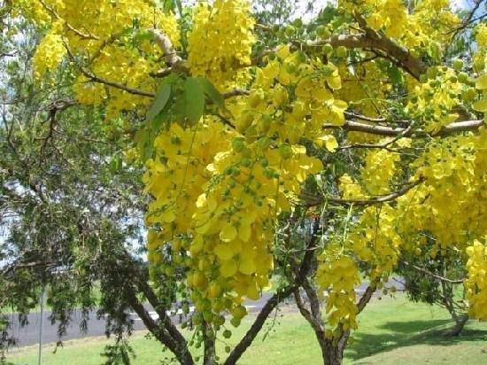 <p>Sinameki (Cassia acutifolia): Baklagillerden bir bitkidir. Mekke’de yetişen türü meşhur olduğu için Mekke Senâsı anlamına gelen bu kelime, halk dilinde Sinameki olarak kullanılmıştır. En büyük özelliği, müshil olarak kullanılmasıdır. Yan etkisi yok denecek kadar azdır. Yaprakları kurutularak değerlendirilir. Az miktarda alınması halinde mide ve bağırsakları yumuşatır. Fazla miktarda alınırsa ishal eder (Şerhu’l-Erbain s.60; İ. Kayyim s.145) </p>