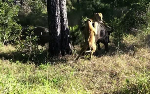 <p>Saldıraya uğrayan bufalo, kendisini dişleyen aslanlara karşı inanılmaz bir mücadele sergiledi..</p>

<p> </p>
