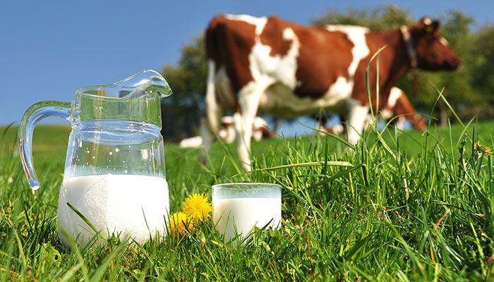<p><strong>Peki laktoz alerjisi olan kişiler süt içemiyor mu?</strong></p>

<p>Tabi ki içebilirler. Ama inek sütü değil! Birinci önerimiz keçi sütü.</p>

<p> </p>
