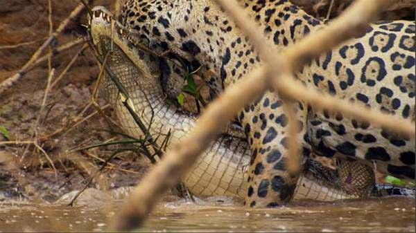 <p><strong>Leopardan ürkütücü av!</strong></p>

<p>Sir David Attenborough'nun anlatıcılığını üstlendiği belgeselin yeni bölümünü izleyenler şoke oldu.</p>
