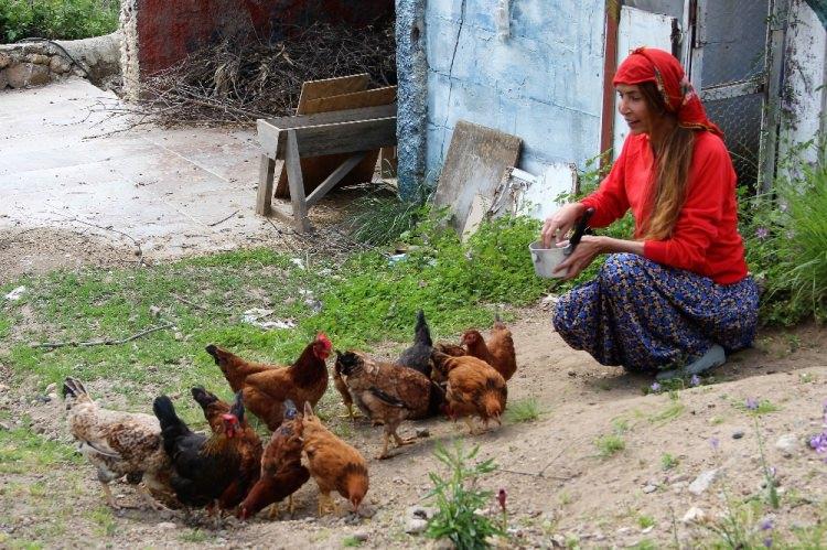 <p>Şimdiki hayatından neler yaptığını da anlatan Dohmen, sözlerini şöyle tamamladı: “Sabah çok erken saate kalkıyorum. Önce hayvanlarımın yemini veriyorum. Daha sonra keçileri otlatıyorum. Tavuk yumurtalarını topluyorum. Ev temizliyorum, süt varsa yoğurt yapıyorum. Domatesimi, biberimi topluyorum. Bahçedeki işleri yapıyorum. Odun yoksa önce odun topluyorum kesiyorum.</p>
