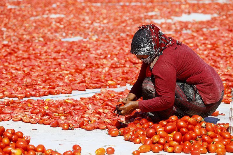 <p>Ege İhracatçı Birlikleri tarafından 2013 yılında 17 bin 683 ton kurutulmuş domates ihraç edilirken, 2014 yılında da artışını sürdüren rakamlar 2015 yılında 19 bin 59 tona ulaştı. 2016 yılının yedi ayında ise 10 bin 707 ton kurutulmuş domates ihracatı gerçekleştirildi.</p>

<p> </p>
