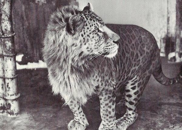 <p>LEOPAR + ASLAN = LEOLAN (LEOPON)</p>

<p>Leolan, erkek leopar ile dişi aslanın çiftleşmesi sonucu doğan bir hayvan. Kafası aslanınkine, gövdesi ise leoparınkine benzeyen leolan ilk kez 1910 yılında Hindistan, Kolhapur'da dünyaya geldi.</p>
