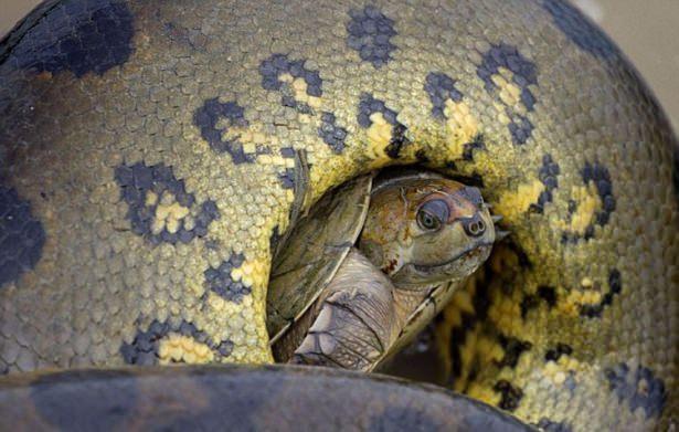 <p>Kaplumbağanın dev yılana yem olmamak için verdiği hayat mücadelesi saniye saniye fotoğraflandı.</p>
